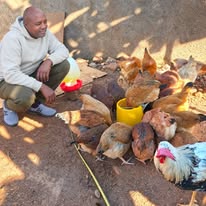 A farmer feeding free-range chickens on a small farm